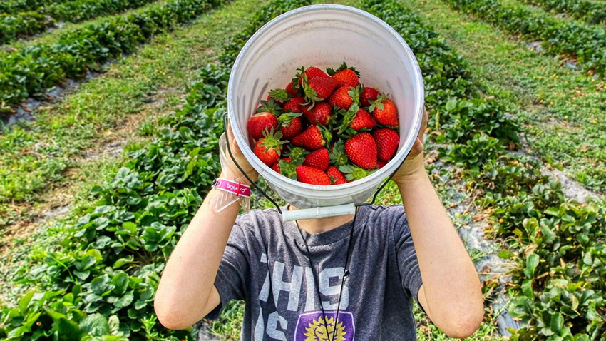 Červená lahoda  mizí z jahodárny