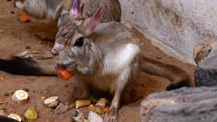 Hlodavý noháč kapský září růžově