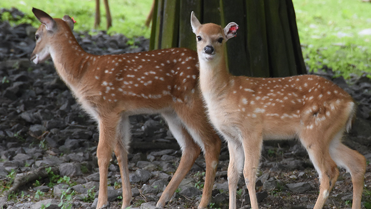 Olomoucké stádo vzácného siky vietnamského hlásí šest kolouchů