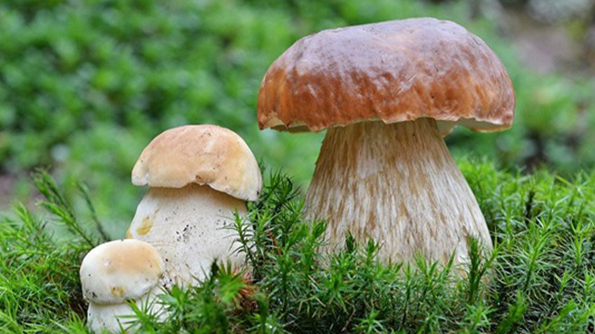 První „vlaštovky“