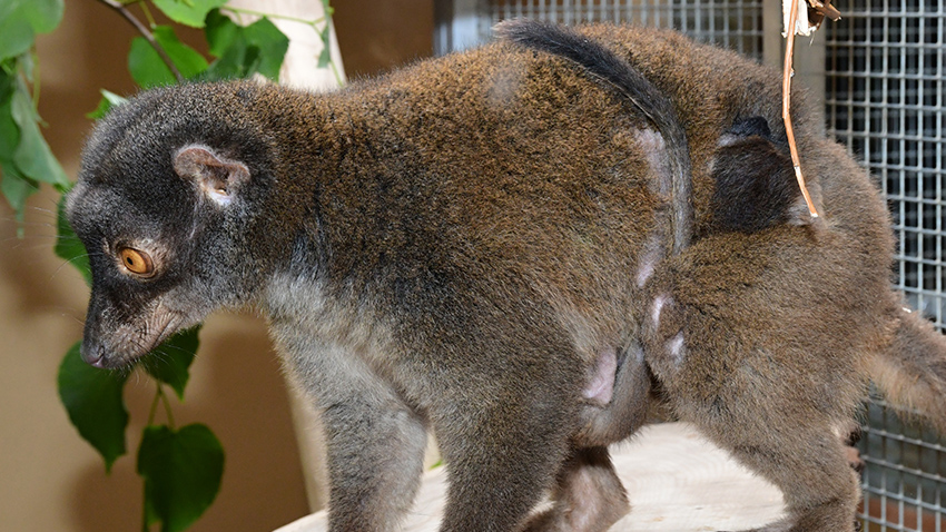 Foto: Zoo Olomouc Lemuři běločelí  se radují z dvojčat