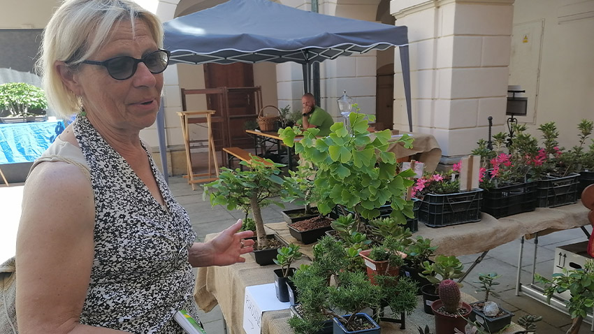 Konický zámek zaplnily bonsaje