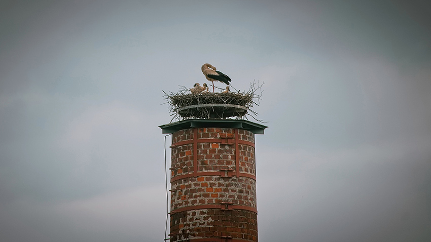 Čapí boom hlásí celé Prostějovsko 