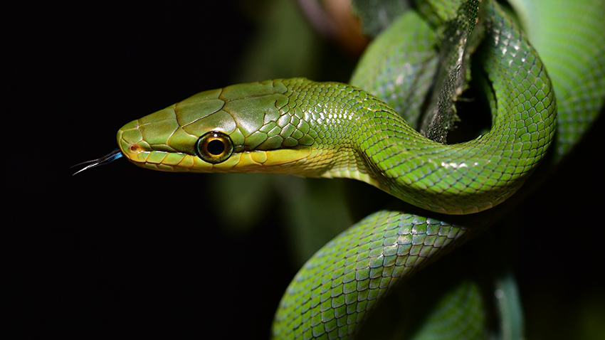 Užovky ostronosé  hlásí druhý odchov