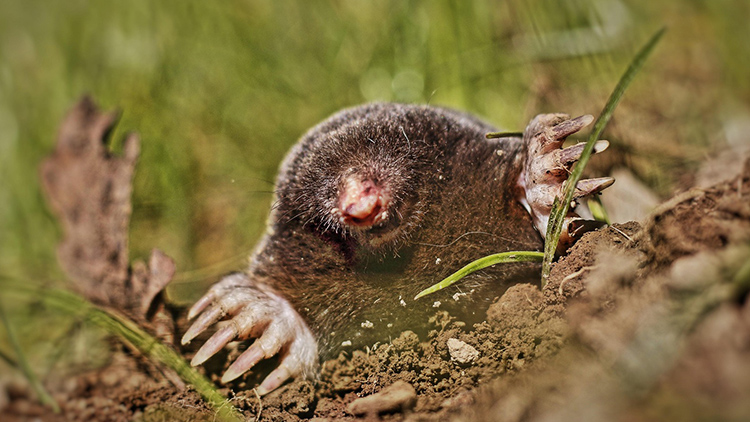 Foto: pixabay.com Proti krtkovi na zahradě nasaďte přirozeného nepřítele