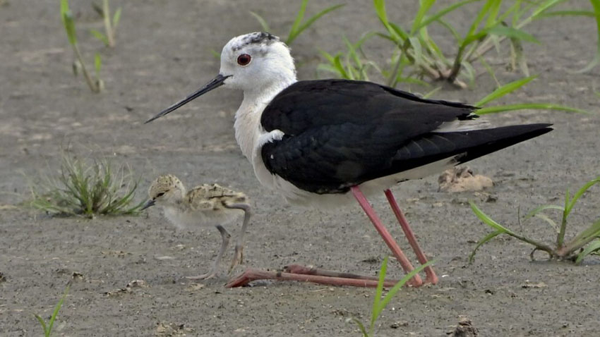 Pisily čáponohé ornitologové pravidelně kontrolují.  Foto: Zdeněk Němeček U Vrbátek hnízdí vzácné pisily čáponohé