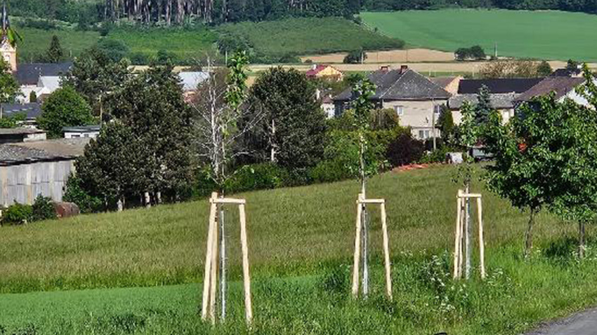   Kraj vrací do přírody i k silnicím stromořadí