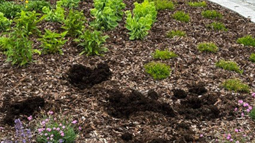 AKTUALIZOVÁNO: Po květinách zůstávají jen díry