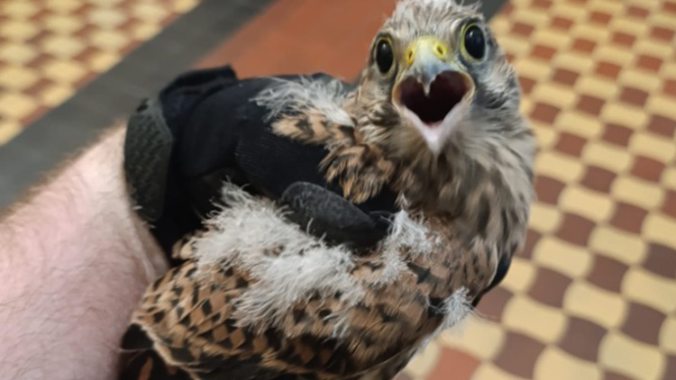 BOJ NA RADNICI. O POŠTOLKU!