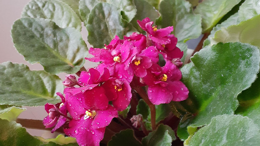 Africké fialky milují světlo