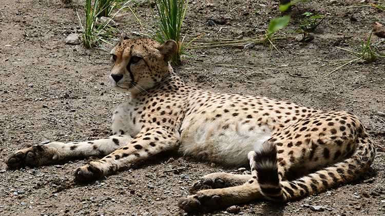 foto: Zoo Olomouc Zoo Olomouc má zpět tečkované elegány