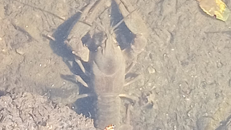 Foto: Milan Nečas Raků plný Čunín.  PŘEŽIJÍ?