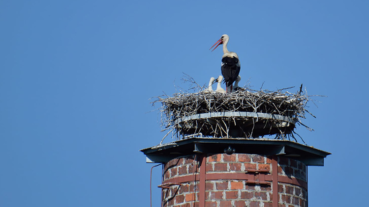 Čápi opouštějí hnízdo v Gale