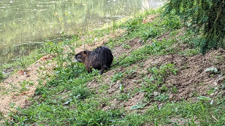 Park okupují nutrie!