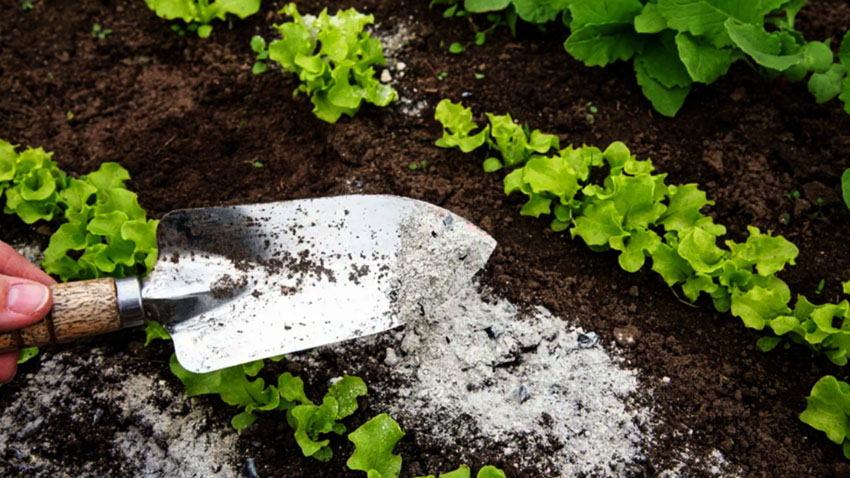 Popel z ohniště je pro zahrádkáře poklad