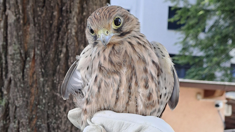 Foto: MP Prostějov ZACHRÁNILI DRAVCE