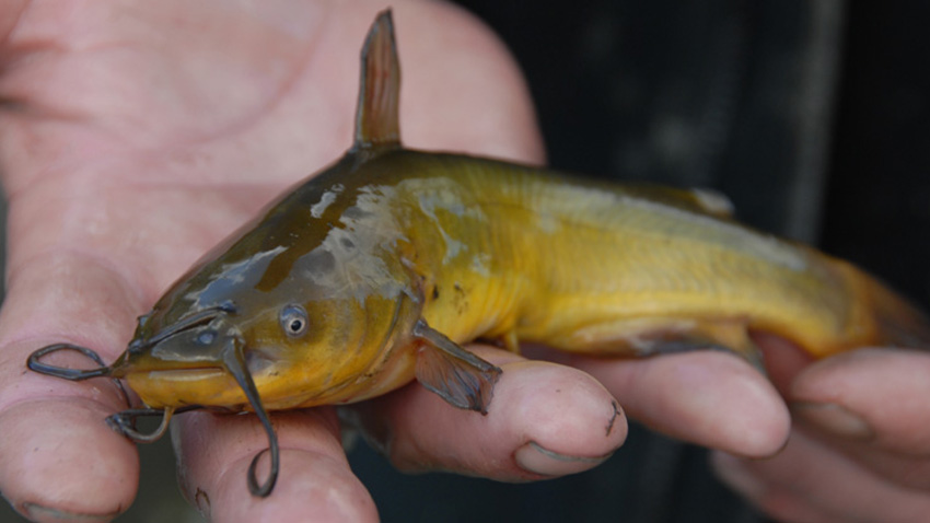 Sumeček černý se zabydlel i v Prostějově. Rybáři s ním bojují v drozdovickém rybníku.  Foto: mendelu.cz Invazivní sumeček černý už řádí i v Prostějově