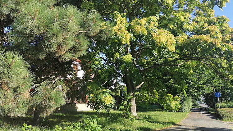 Pajasany zamořují Pálavu a mučí obyvatele Na Vyhlídce