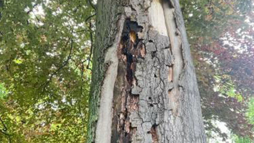 Městskou zeleň čekají speciální testy