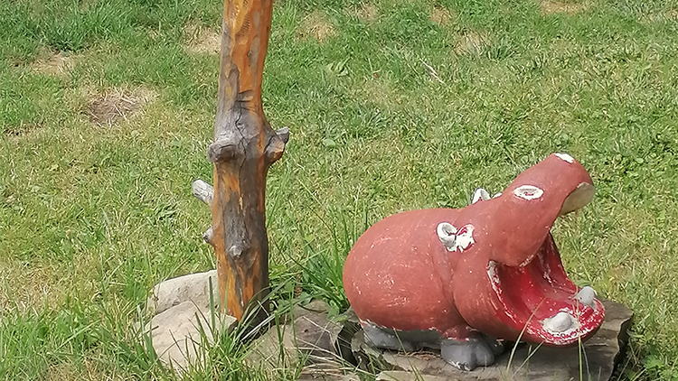 V Hrochově se daří hrochům