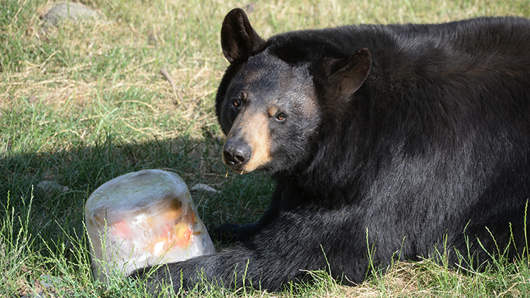 Medvědi horko snášejí.Ale jen se zmrzlinou!