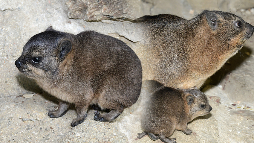 Foto: Zoo Olomouc Příbuzní slonů mají mladé