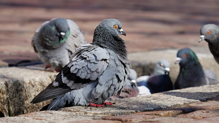 Místo pošty holubník