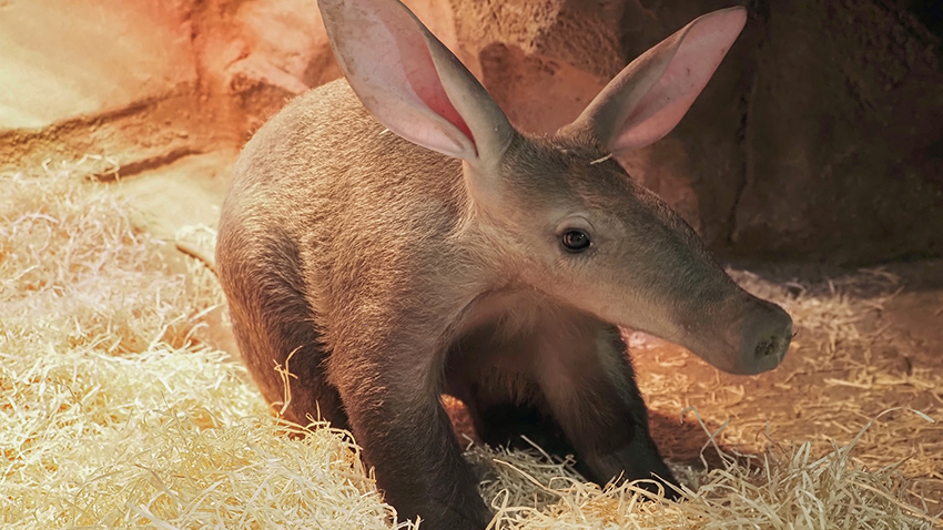 Malá hrabáčka odjela do Francie