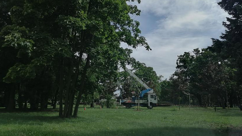 Stříbrný javor poslaly k zemi i houby