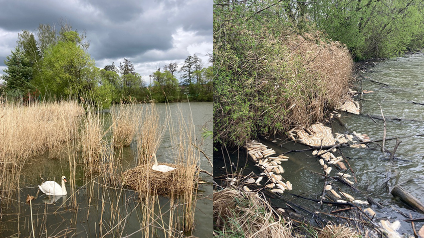 AKTUALIZOVÁNO: Na rybníku v Otaslavicích uhynula labutí mláďata. Proč?