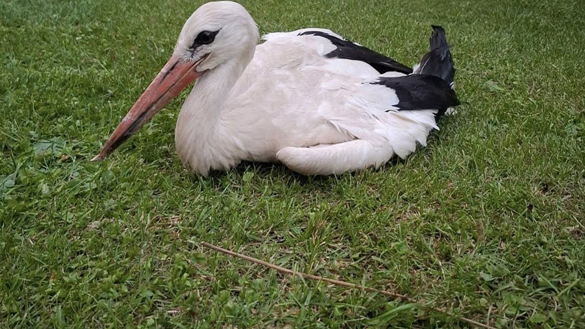 Čapí dorostenec vypadl z hnízda