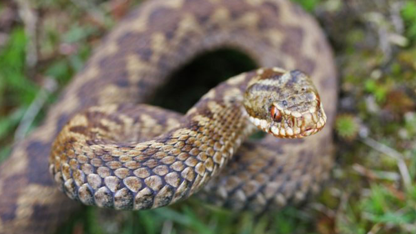 AKTUALIZOVÁNO: Chataře málem zabila zmije