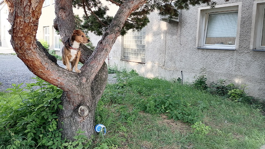 Foto: Kristýna Bohatová Psí oddanost