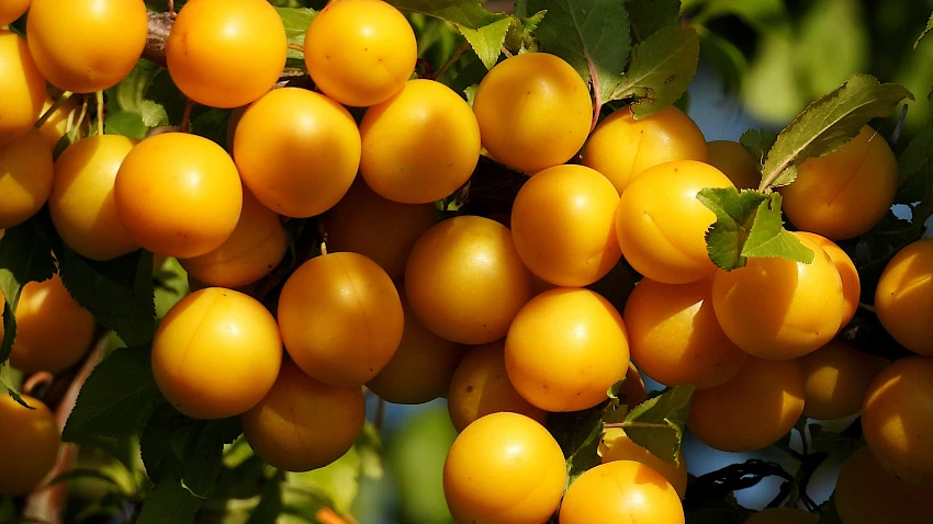 Opomíjené ovoce od silnic i polních cest