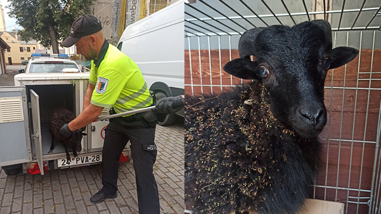 Naháněli beránka!