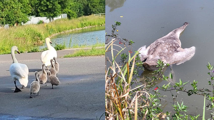 Okupace v Plumlově! Labutě pendlovaly mezi rybníky