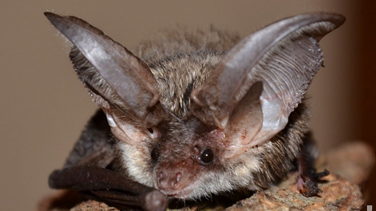 Foto: archiv Jiří Šafář Na plumlovských zámcích  sídlí tři kolonie letounů