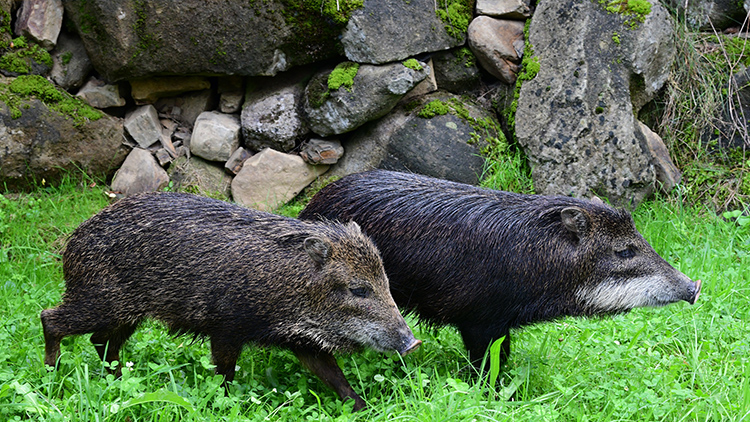 Foto: Zoo Olomouc  Do Zoo Olomouc přibyli vzácní pekariové