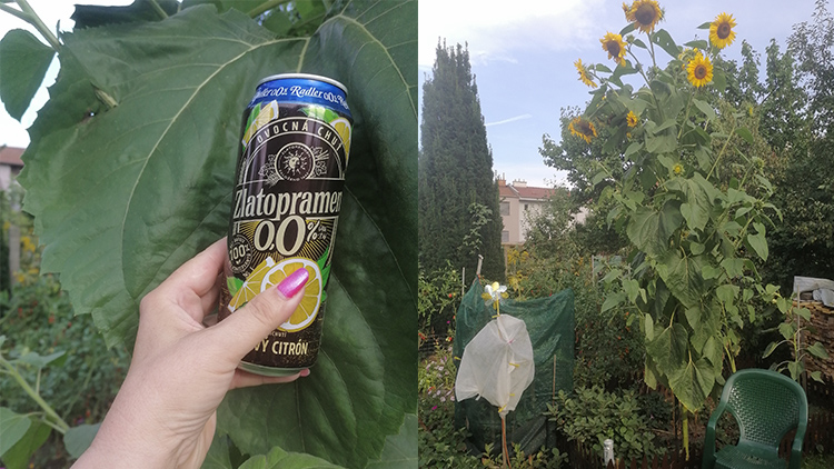 Slunečnici rekordmanku  „vysadili“ ptáci