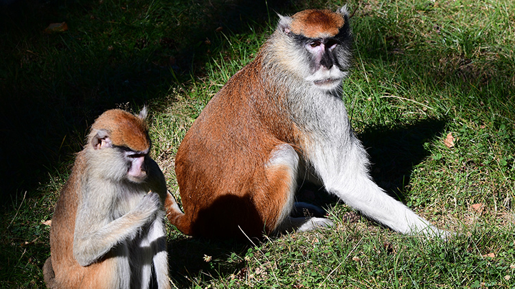 Foto: Zoo Olomouc Do Zoo přicestoval kočkodaní ženich