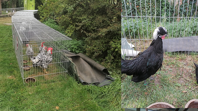 Drobné zvířectvo na hodech