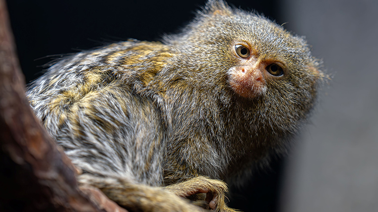 Foto: Zoo Olomouc Zoo Olomouc má nejmenší opice světa