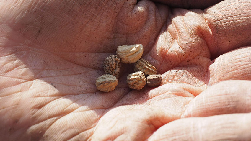 Česnek i jahody musí do hlíny už teď
