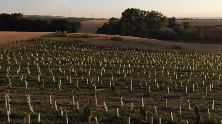 Stovky nově vysázených stromů mění okolí Mořic