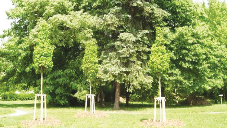 Prostějov získal nadační příspěvek na výsadbu stromů