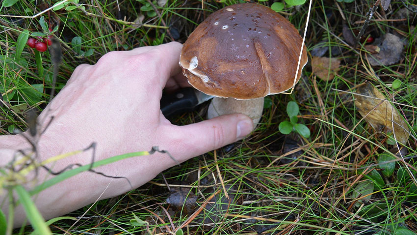 Sezóna houbových lahůdek začala