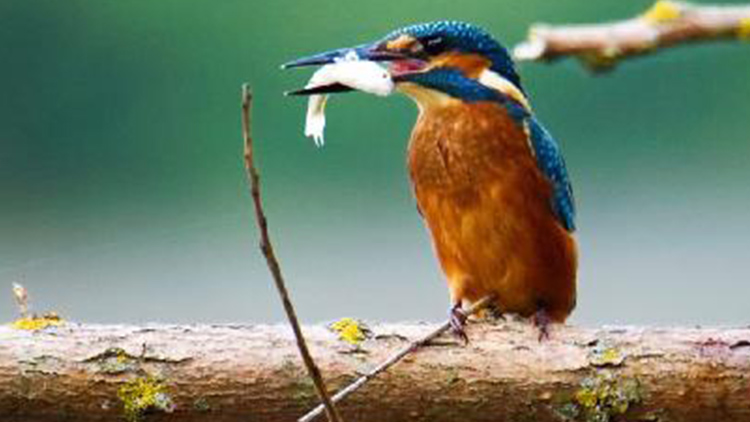 Číhaná na Pepina!