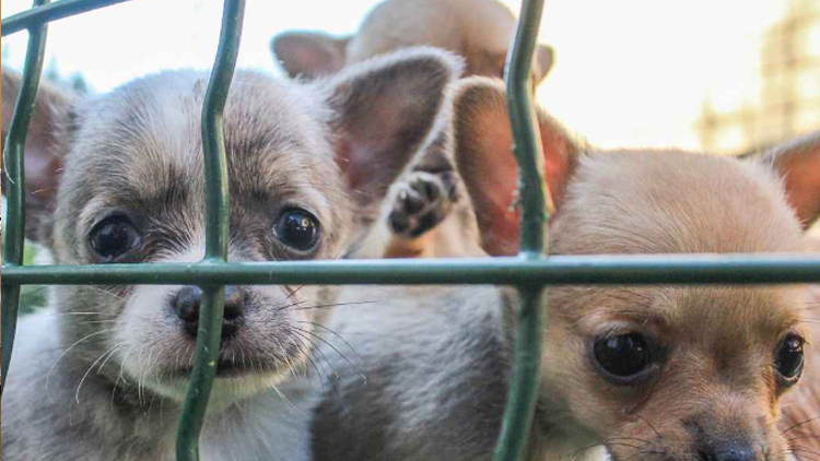 Z množírny v Hradčanech  bylo odvezeno 38 psů!