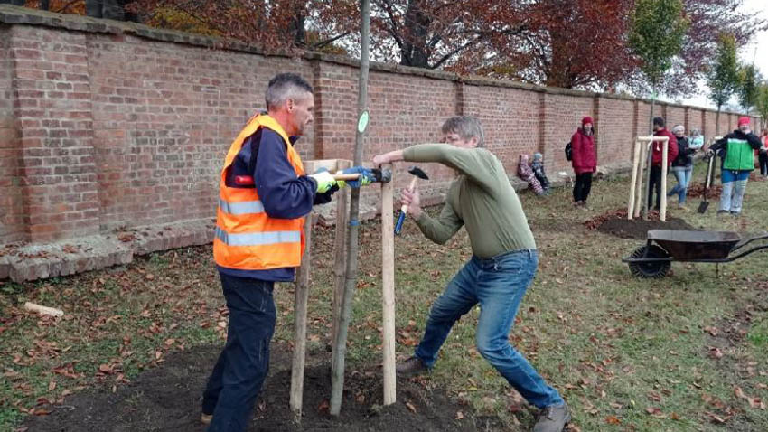 Zájemci o výsadbu mají zelenou