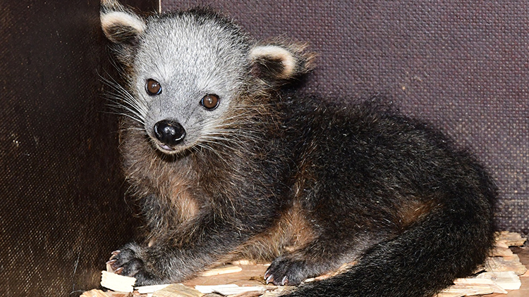 foto: Zoo Olomouc V Zoo Olomouc se těší  z mláděte medvědokočky